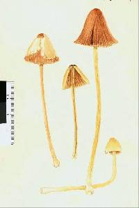 Conocybe pubescens image