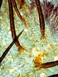 Scutellinia badio-berbis image