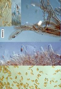 Inocybe lacera image