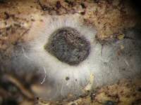 Resupinatus trichotis image
