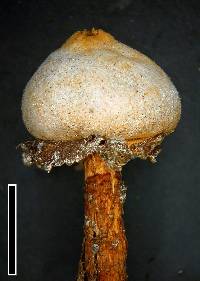 Tulostoma cyclophorum image