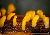 Calocera guepinioides image