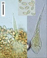 Macrocystidia reducta image