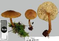 Cystoderma muscicola image