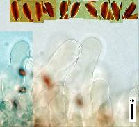 Leucoagaricus serenus image
