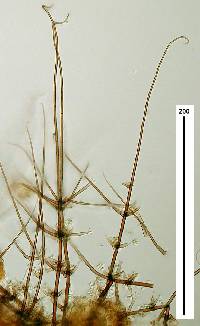 Gonytrichum macrocladum image