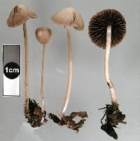 Psathyrella microrhiza image
