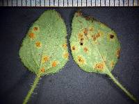 Puccinia menthae image