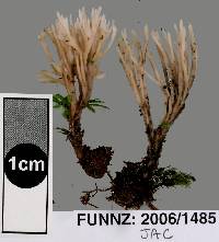 Tremellodendropsis flagelliformis image