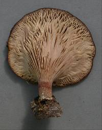 Panus purpuratus image