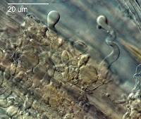 Hemimycena cephalotricha image