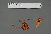 Image of Pluteus decoloratus