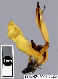 Clavulinopsis amoena image