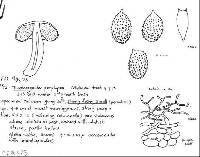 Cortinarius porphyroideus image