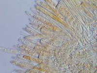 Lachnum pteridophyllum image