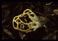 Clathrus chrysomycelinus image