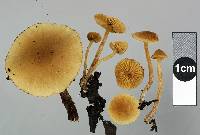 Naucoria escharoides image