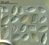 Clitopilus piperitus image