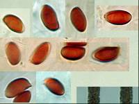 Leucoagaricus serenus image