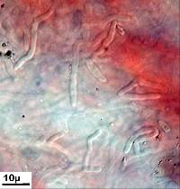 Mycena capillaripes image