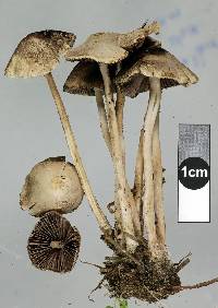 Psathyrella microrhiza image