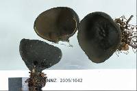 Plectania campylospora image