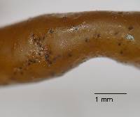 Image of Stigmidium apophlaeae