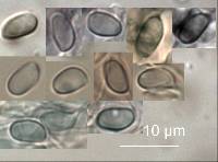 Cystoderma muscicola image