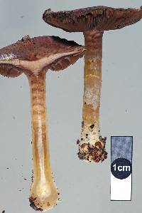 Agaricus dulcidulus image