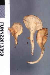 Cantharellus insignis image