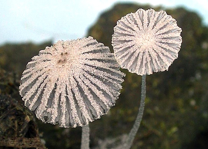 Psathyrellaceae image