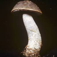 Image of Leccinum scabrum