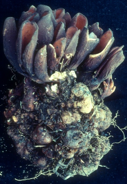 Sarcoscyphaceae image