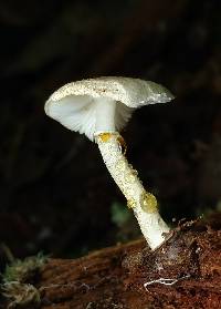 Image of Leucoagaricus dacrytus