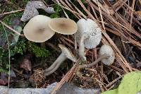 Image of Clitocybe olivaceobrunnea