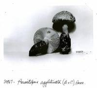 Image of Amanita whetstoneae