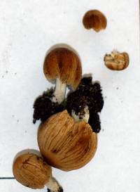 Coprinellus angulatus image