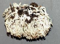 Scytinopogon angulisporus image