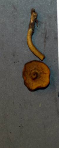 Callistosporium luteoolivaceum image