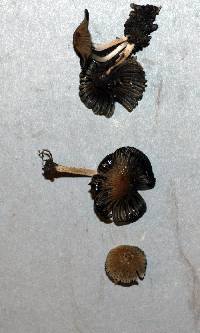 Coprinellus angulatus image