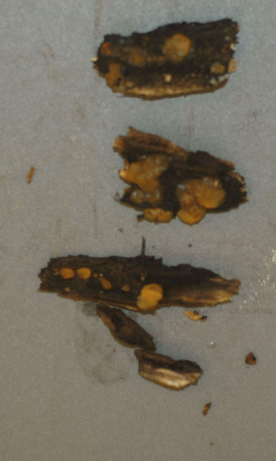 Dacrymyces subantarcticensis image