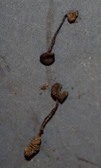 Lyophyllum anthracophilum image