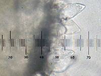 Inocybe curvipes image