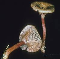 Image of Clitocybe cokeri
