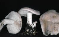 Image of Clitocybe highlandensis