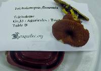 Tricholomopsis flammula image