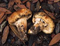 Image of Tricholoma focale