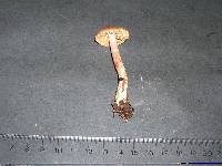 Cortinarius boulderensis image