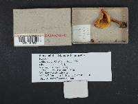 Russula pelargonia image