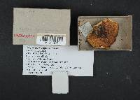 Russula crassotunicata image